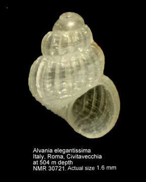 Image of Alvania elegantissima (Monterosato 1875)