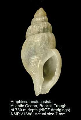 Image of Amphissa acutecostata (Philippi 1844)