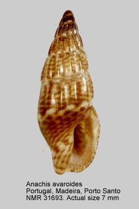 Image of Anachis avaroides F. Nordsieck 1975