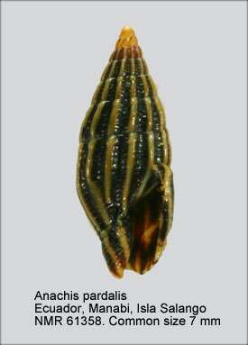 Image of Anachis pardalis (Hinds 1843)