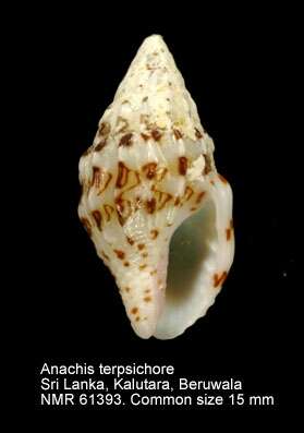 Image of Anachis terpsichore (G. B. Sowerby II 1822)