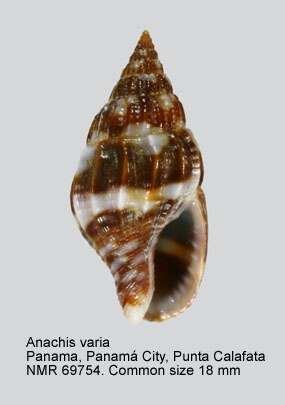 Image of Anachis varia (G. B. Sowerby I 1832)