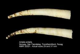 Image of North European elephant tusk