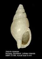 Image of rosy northern dovesnail