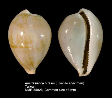 Image of Austrasiatica hirasei (Roberts 1913)