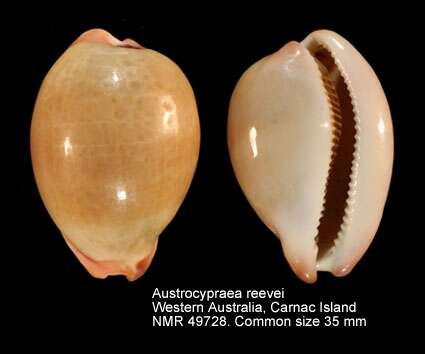 Image of Austrocypraea Cossmann 1903