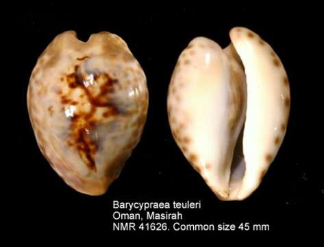 Image of Barycypraea teulerei (Cazenavette 1846)