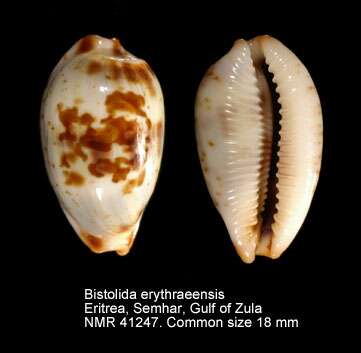 Слика од Bistolida erythraeensis (G. B. Sowerby I 1837)