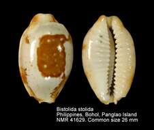 Image of stolid cowrie