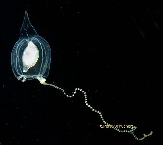 Image of nodding hydroid