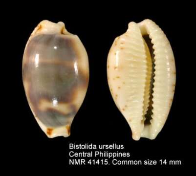 Image of Bistolida ursellus (Gmelin 1791)