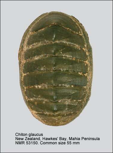 Image of blue green chiton