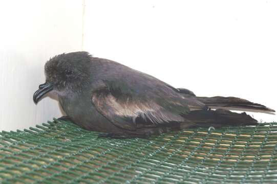 Image of Leach's Storm Petrel