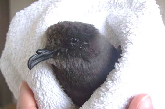 Image of Leach's Storm Petrel