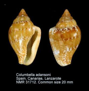 Image of Columbella adansoni Menke 1853