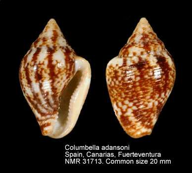 Image of Columbella adansoni Menke 1853