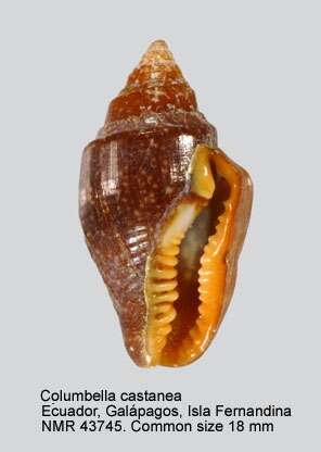 Sivun Columbella castanea G. B. Sowerby 1832 kuva