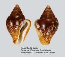 Image of Columbella major G. B. Sowerby I 1832