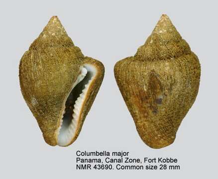 Image of Columbella major G. B. Sowerby I 1832