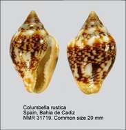 Sivun Columbella rustica (Linnaeus 1758) kuva