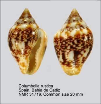 Sivun Columbella rustica (Linnaeus 1758) kuva