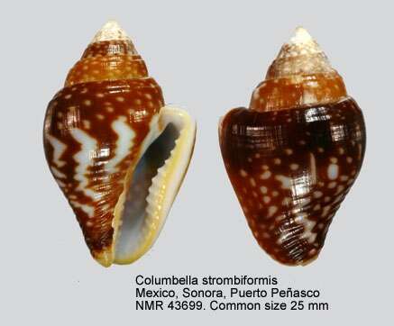 Sivun Columbella strombiformis Lamarck 1822 kuva