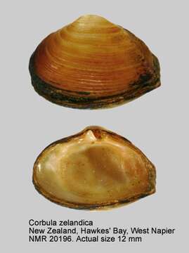 Image of Corbula zelandica Quoy & Gaimard 1835