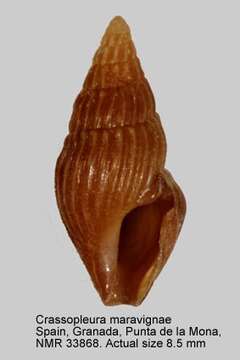 Image of Crassopleura Monterosato 1884