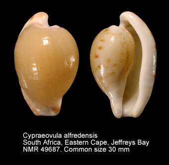Image of Cypraeovula alfredensis (Schilder & Schilder 1929)