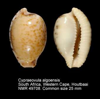Image of Cypraeovula algoensis (Gray 1825)