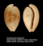 Слика од Cypraeovula capensis (Gray 1828)