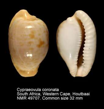 Image of Cypraeovula coronata (Schilder 1930)