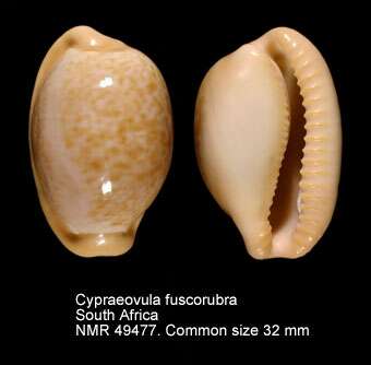 Image of Cypraeovula fuscorubra (Shaw 1909)