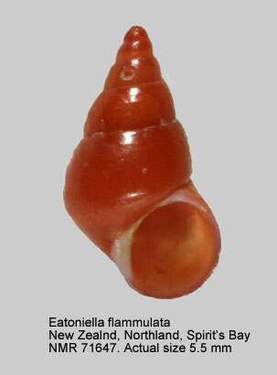 Image of Eatoniella flammulata (Hutton 1878)