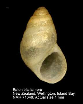 Image of Eatoniella lampra (Suter 1908)