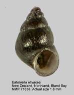 Image de Eatoniella olivacea (Hutton 1882)