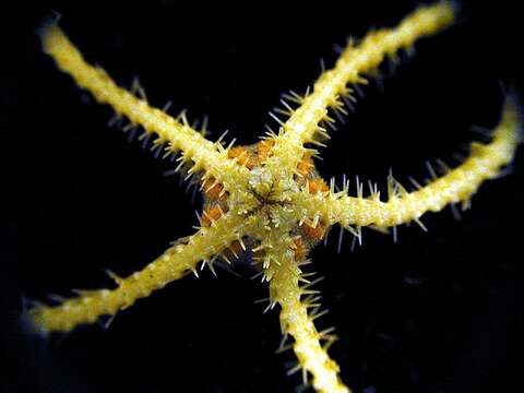 Image of Ophiacantha antarctica Koehler 1900