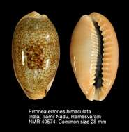 Image of mistaken cowrie