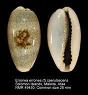 Image of mistaken cowrie