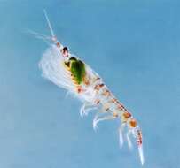 Image of Antarctic Krill