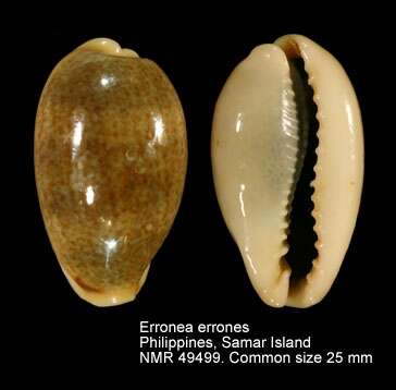 Image of mistaken cowrie