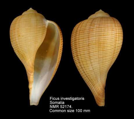 Image of Ficus investigatoris (E. A. Smith 1894)