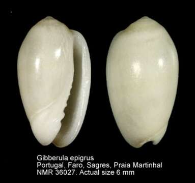 صورة Gibberula epigrus (Reeve 1865)