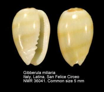 صورة Gibberula miliaria (Linnaeus 1758)