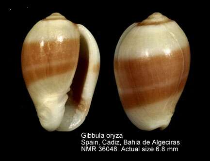 صورة Gibberula oryza (Lamarck 1822)