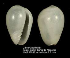 صورة Gibberula philippii (Monterosato 1878)