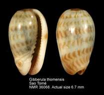 Sivun Gibberula thomensis (Tomlin 1919) kuva