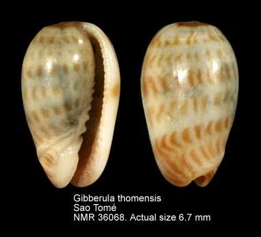 صورة Gibberula thomensis (Tomlin 1919)