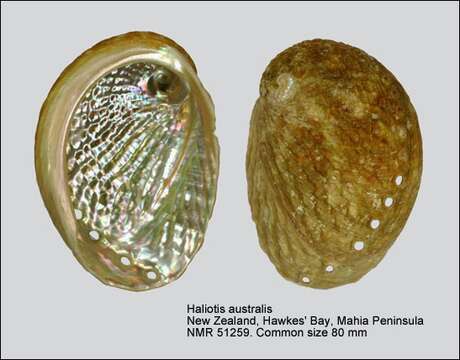 Image of silver abalone