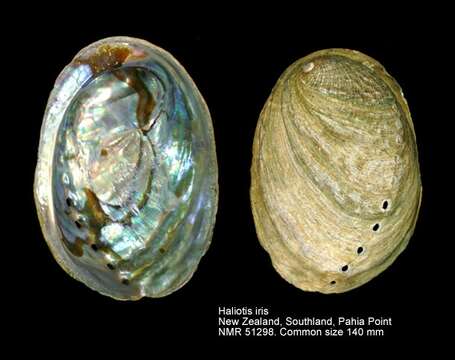 Image of blackfoot paua